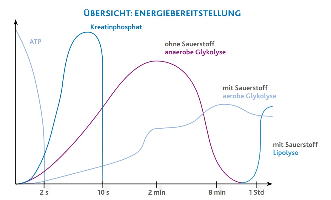 Diagramm zeigt Energiebereitstellung des Körpers über Belastungsdauer: Kreatinphosphat bis 10 Sekunden, anaerobe Glykolyse bis 8 Minuten, aerobe Glykolyse und Lipolyse ab 8 Minuten bis 1 Stunde